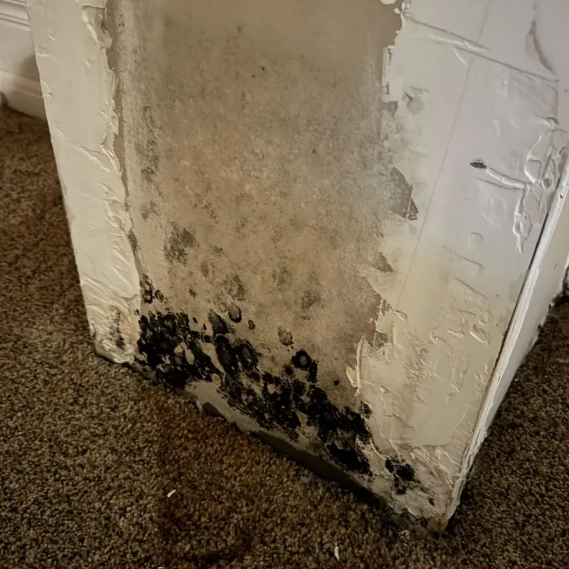 Professional Mold Removal in Bridge City, LA